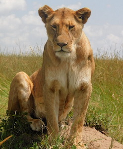 Lion photo shot during trip OTD trip to Kenya.