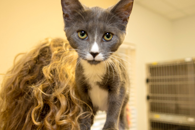 Humane Society | Student Volunteer Services | Get Involved | Presbyterian College | Clinton SC