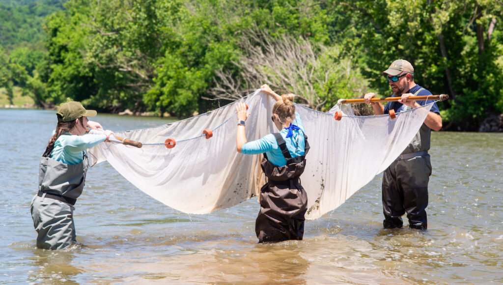 Tennessee Wildlife Resources Agency collecting samples from the Clinch River.